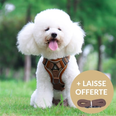 Harnais petit chien  MiniMate™ – Lucky & family