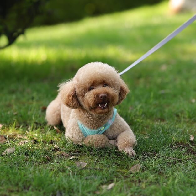 Harnais petit chien - MiniPuppy – MaxandLloyd